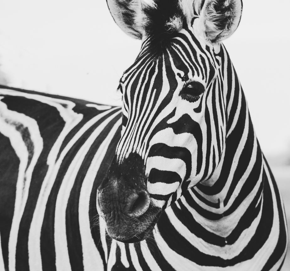 Abbildung eines Zebras